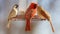 Gorgeous Couple of Red northern cardinal and sparrow colorful bird eating seeds from a bird seed feeder during summer in Michigan