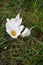 Gorgeous crocuses chrysanthus `Ard Schenk` in the garden, Berlin