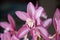 Gorgeous cymbidium pink orchid