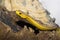 Gorgeous and dangerous yellow snake is slowly crawling dry wood