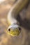 Gorgeous and dangerous yellow snake is slowly crawling dry wood and staring right at you