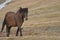 Gorgeous Dark Bay Icelandic Horse on a Farm in Iceland