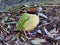 Gorgeous dazzling Noisy Pitta in a natural background.