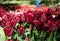 Gorgeous deep red tulips in springtime