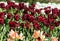 Gorgeous deep red tulips surrounded by pink and white tulips in springtime