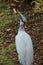 Gorgeous Demoiselle Crane