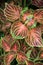 Gorgeous detail of Coleus plant and flowers
