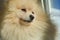 A gorgeous dog. Pomeranian, German Spitz. a friend of man. nice face. a furry animal.