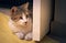 Gorgeous domestic tabby cat playing hunt, stalking behind a door