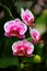 Gorgeous dotted pink phalaenopsis blume orchids in a garden