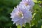 Gorgeous Double Clematis Blossom Flowering and Blooming