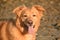 Gorgeous Duck Toller Dog Smiling on a Beach