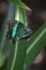 Gorgeous Emerald Swallowtail Butterfly in the Spring