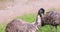 Gorgeous emu ostriches in the zoo.