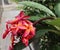 Gorgeous exotic frangipani flower bouquet and foliage with rain droplets