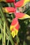 Gorgeous exotic Lobster-claws or Heliconia rostrata flowers in natural background