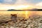 Gorgeous family pet dog on a beach at sunset. Vizsla puppy on summer vacation exploring the sea.