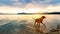 Gorgeous family pet dog on a beach at sunset. Vizsla puppy on summer vacation exploring the sea.