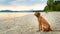Gorgeous family pet dog sitting on a beach at sunset time. Vizsla puppy on summer vacation exploring the sea.