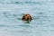 Gorgeous family pet dog swimming in the sea. Vizsla puppy on summer vacation exploring the sea.