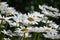 Gorgeous Field of Common Daisies in Bloom