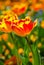 Gorgeous field of different flowers in Spring, sunny garden, closeup, details