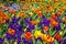 Gorgeous field of different flowers in Spring, sunny garden, closeup, details