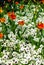 Gorgeous field of different flowers in Spring, sunny garden, closeup, details