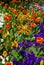 Gorgeous field of different flowers in Spring, sunny garden, closeup, details