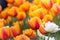 Gorgeous field of orange tulips with one lone white tulip