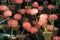 Gorgeous Fire Lilies in cute little clay pots