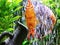 Gorgeous fire red orange discus fish swimming out from under large bubble wall in planted clearest cleanest fresh water aquarium