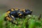 Gorgeous Fire Salamander, Salamandra salamandra