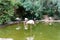 Gorgeous flamingos on Bird Lake at Ludwigsburg Residence Park in Ludwigsburg