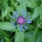 Gorgeous flowering bachelor`s button plant blooming. Purple flower of a mountain cornflower