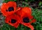 Gorgeous Flowering Oriental Poppies Blooming in the Spring