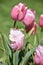 Gorgeous Flowering Pale Pink Tulip Flower Blossoms
