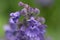Gorgeous Flowering Purple Catmint Flower Blossom Macro