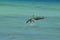 Gorgeous Flying Pelican in Aruba`s Tropical Waters