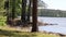 Gorgeous footage of large pine trees on the banks of a lake with waves crashing into the banks of the lake