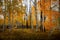 Gorgeous forest of birch and aspen trees with bright vivid autumn leaf color during the day