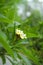 Gorgeous Frangipani Flower