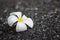 Gorgeous frangipani flower, over black background