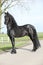 Gorgeous friesian stallion with long hair