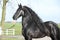 Gorgeous friesian stallion with long hair