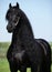 Gorgeous friesian stallion with long mane