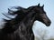 Gorgeous friesian stallion with long mane running on pasturage