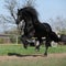 Gorgeous friesian stallion with long mane running on pasturage