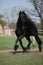 Gorgeous friesian stallion with long mane running on pasturage