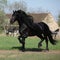 Gorgeous friesian stallion with long mane running on pasturage